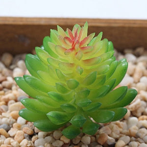 Mini Succulent Plant 1pc - Love Essential Being