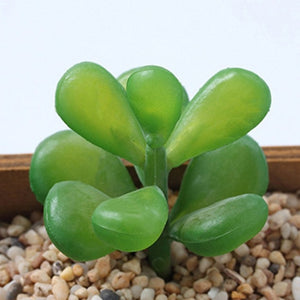 Mini Succulent Plant 1pc - Love Essential Being